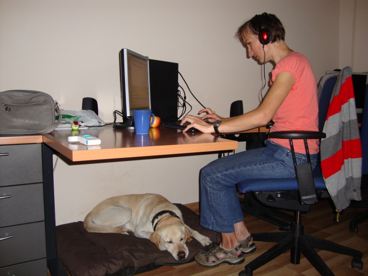 Pies leży na materacu pod biurkiem przy którym pracuje na komputerze jego pan.