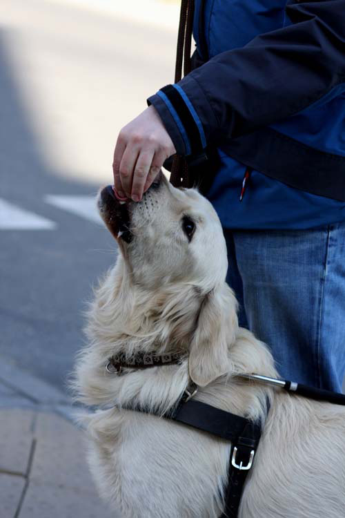 Pierwsze kontakty niewidomego z psem. Dłoń na pysku ppsa.